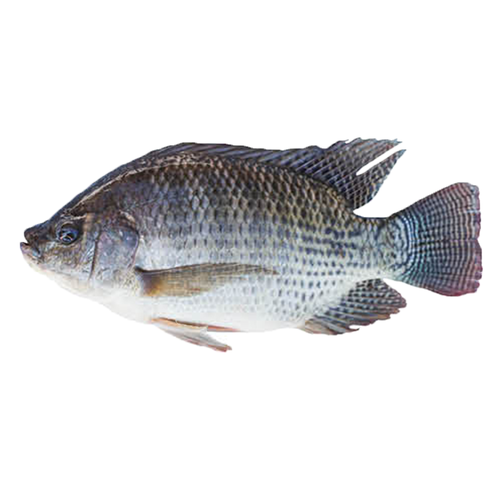 本周特价- 冻鲗鱼 1 条(会清理内脏)2.1-2.9lb