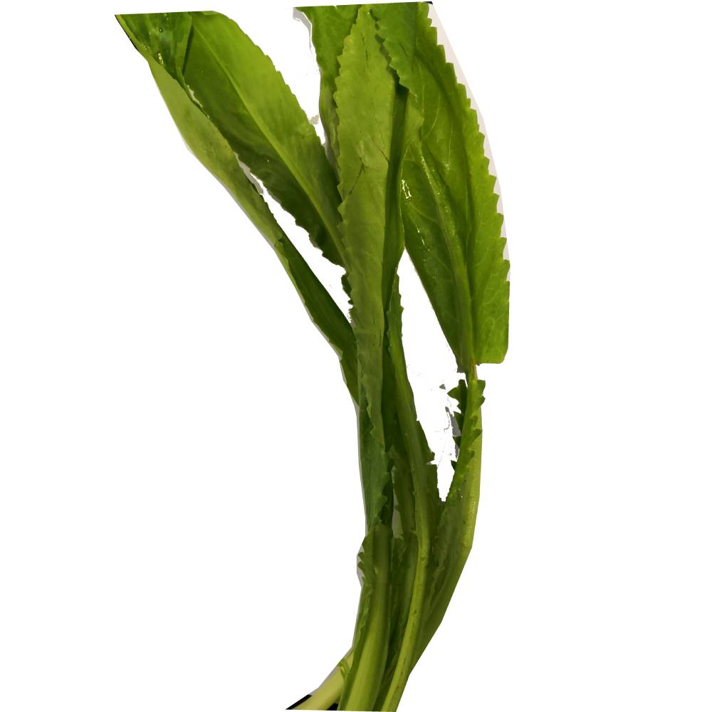 越南香菜(Culantro) 1 lb