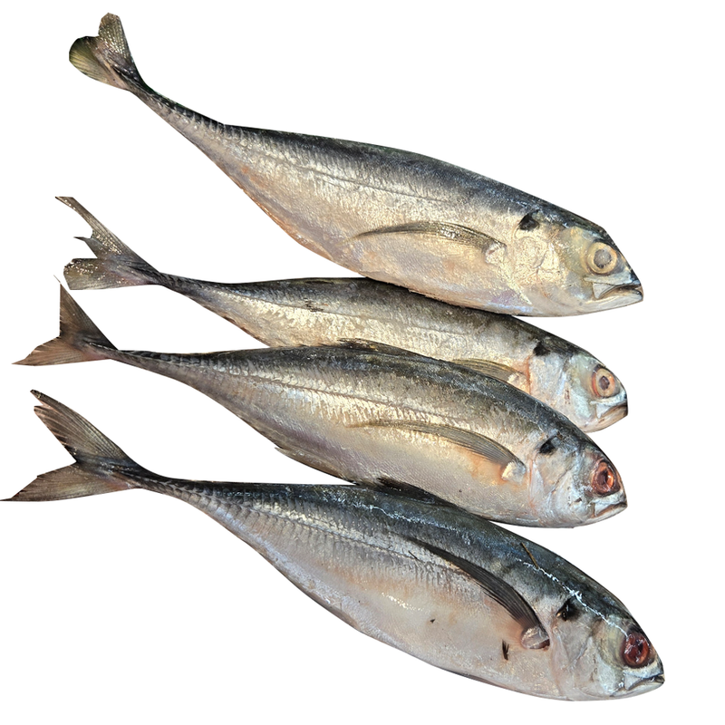 本周特价 - 鳀鱼  1.8-2.0LB