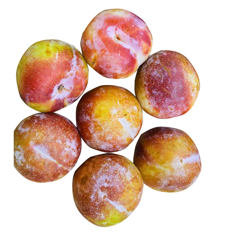 水果李子系列 - 小红李（红蛇蛋） 1.8-2.0LB