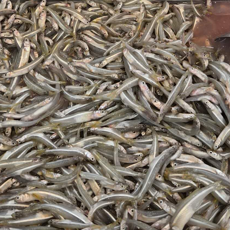 本周特价-冰鲜公鱼仔1.8-2.0LB