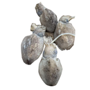 本周特价 - 冰鲜鱿（墨）鱼仔(不清理） 1.8-2.0LB