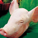 整个 猪 头 1 个（生的）