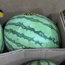 条纹西瓜（中号） 1 个