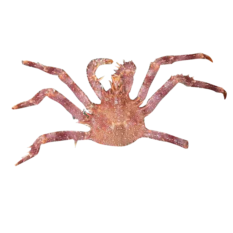 本周特价 - 珍珠帝王蟹 2.8-3.0LB