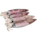 本周特价 - 冰鲜鱿鱼(不清理） 1.8-2.0LB