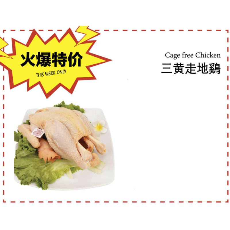 本周特价 - 三黄 走地鸡 1 只