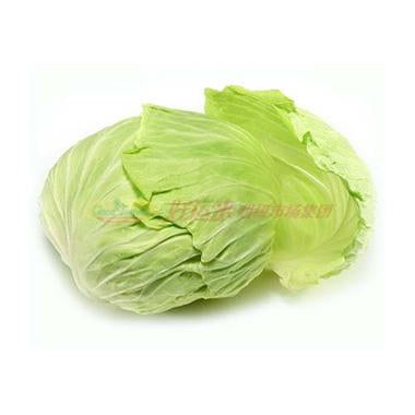 IMAGE FOR 高丽菜