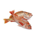 IMAGE FOR 大眼红鱼