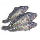 本周特价 - 冰鲜 西啤 （司啤Sea bass) 1-2条 2.2-2.5LB