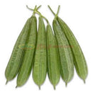 IMAGE FOR 中国丝瓜