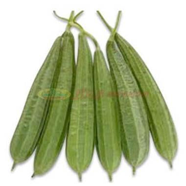 IMAGE FOR 中国丝瓜