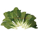IMAGE FOR 白菜苗