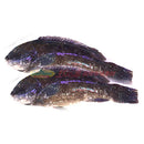 本周特价 - 游水 黑斑鱼大条 4.1-4.5 LB