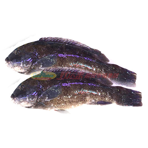 本周特价-游水黑斑 3.0-3.5 LB