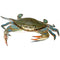 本周特价 - 游水蓝蟹（娘蟹）2.8-3.0 LB