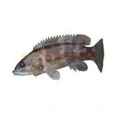 IMAGE FOR 游水青衣